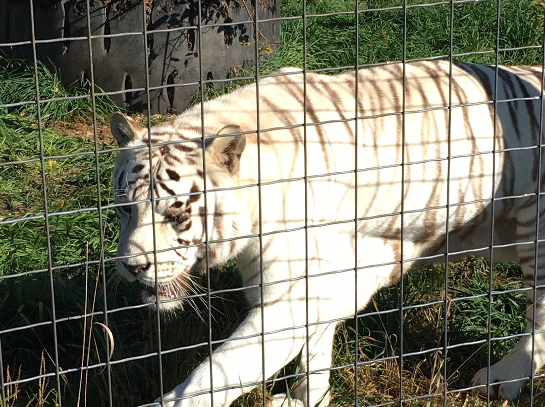 Wisconsin Big Cat Rescue景点图片