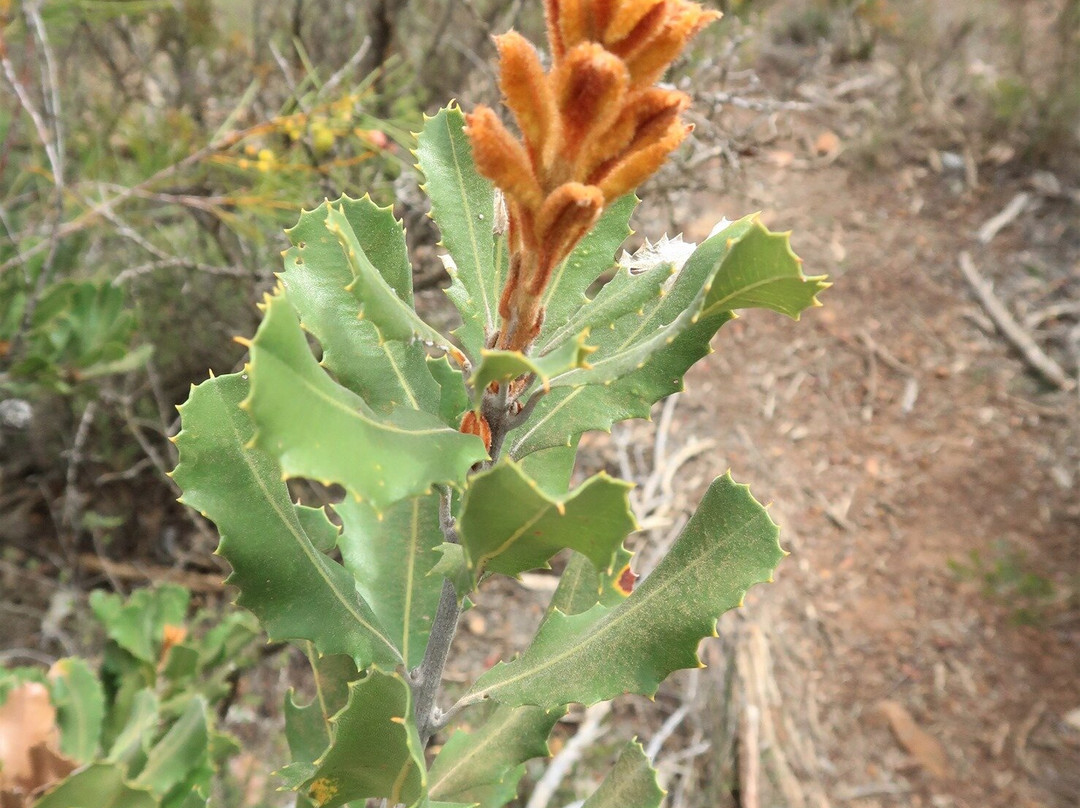 Arthur Drive Scenic Lookout-Ravensthorpe必去景点