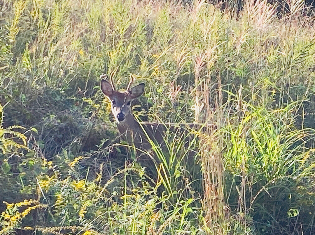 Stonewall Resort Recreation-Roanoke必去景点