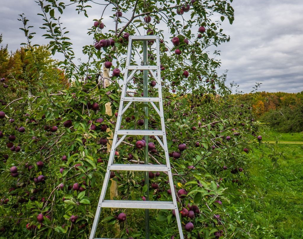 Le Verger Labonté-Notre-Dame-de-l'Ile-Perrot必去景点