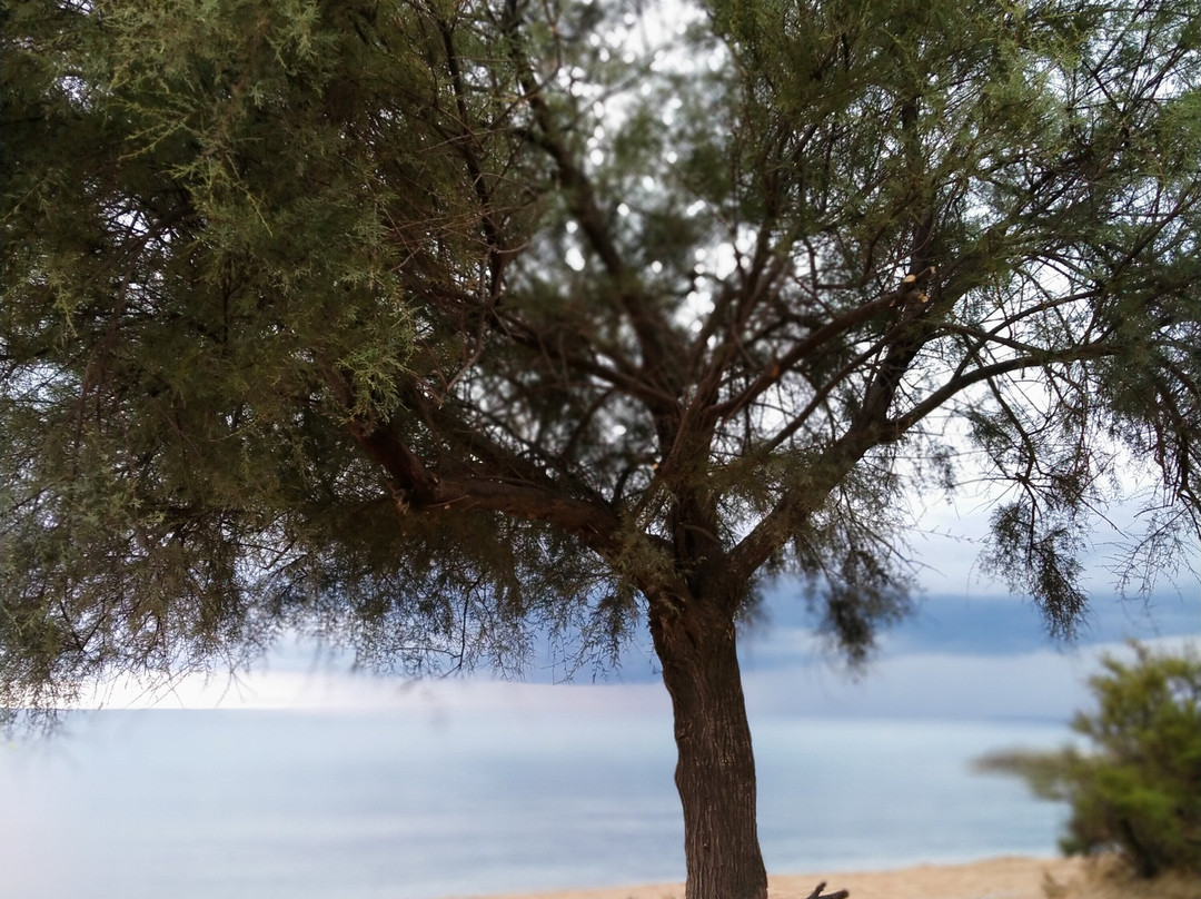 Hotel Mediterranee - Port-Frejus - Mileade主图