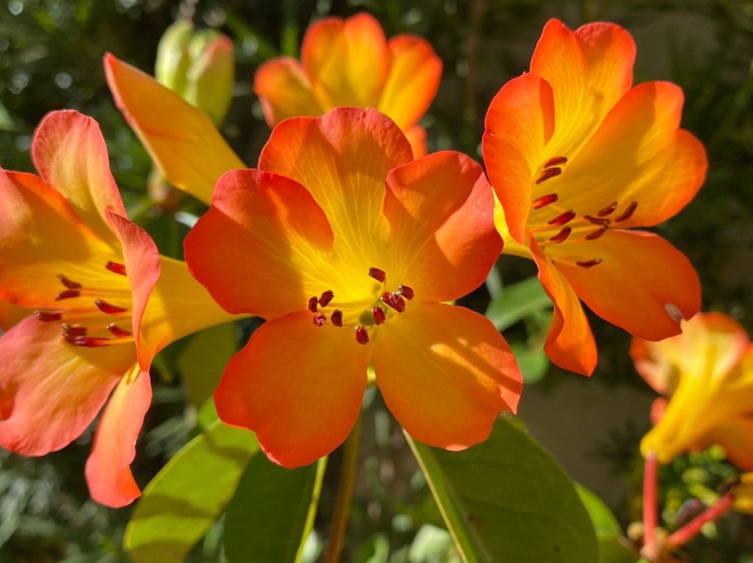 Templo de Salomão-圣保罗必去景点