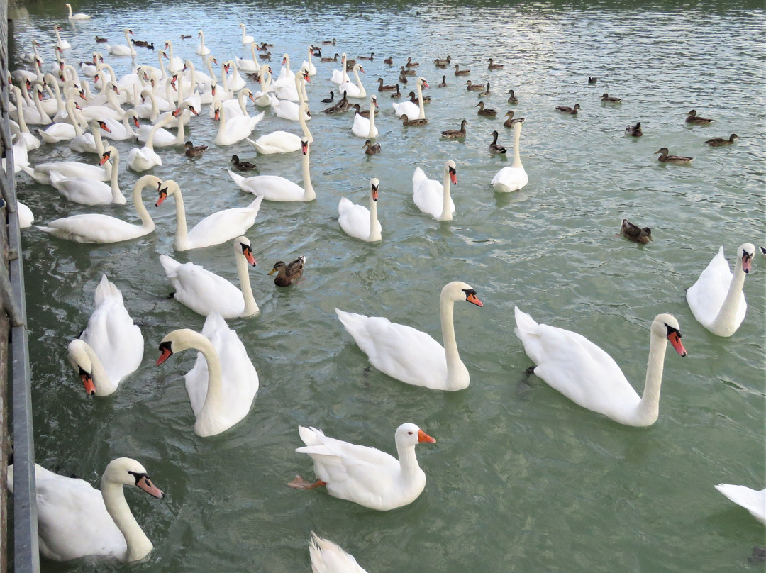 Lake Zbilje-Zbilje必去景点
