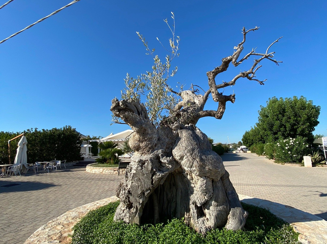 Valle d’itria e Dintorni景点图片