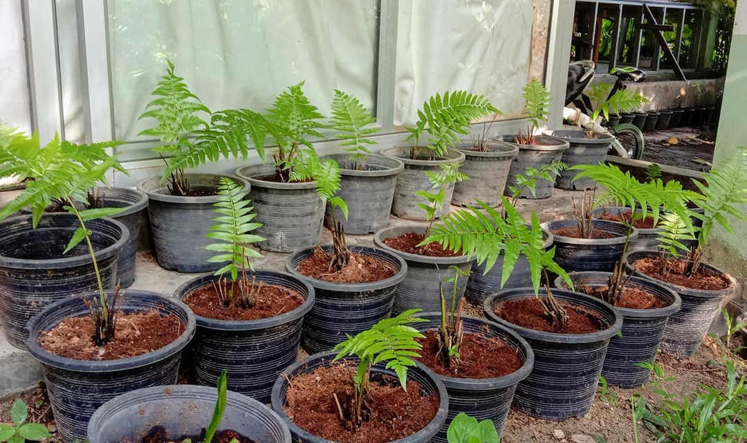 帕丽达花园度假村主图