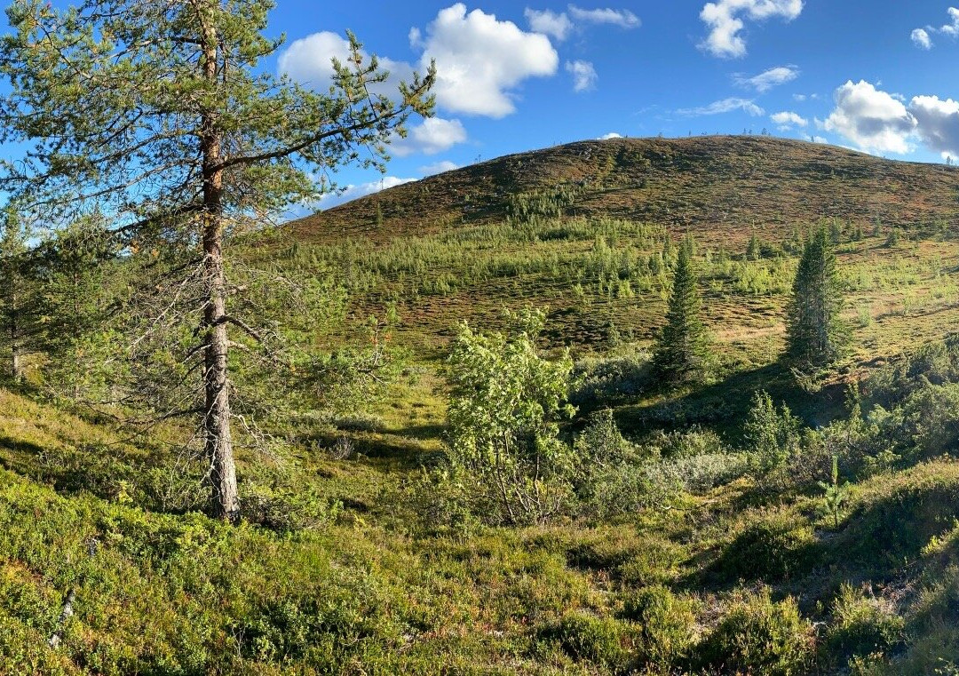 Vittjåkk Fjället-Arvidsjaur必去景点