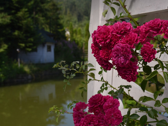 Vedmezhyi Dvir主图