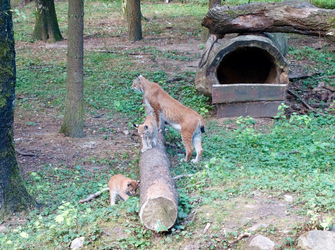 Wildpark Schwarze Berge-罗森加滕必去景点