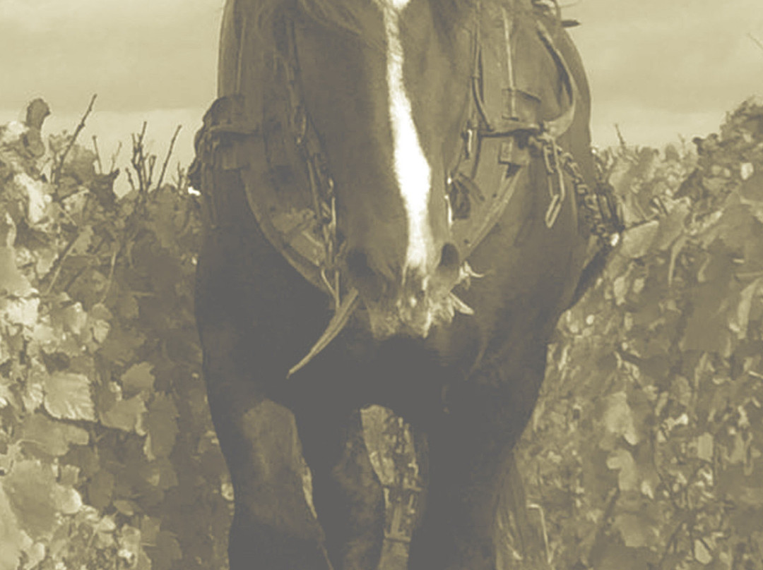 Les Champagnes du Château d'Avize-Avize必去景点