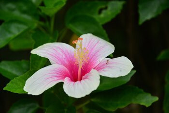 Ishigaki Island Science Garden景点图片