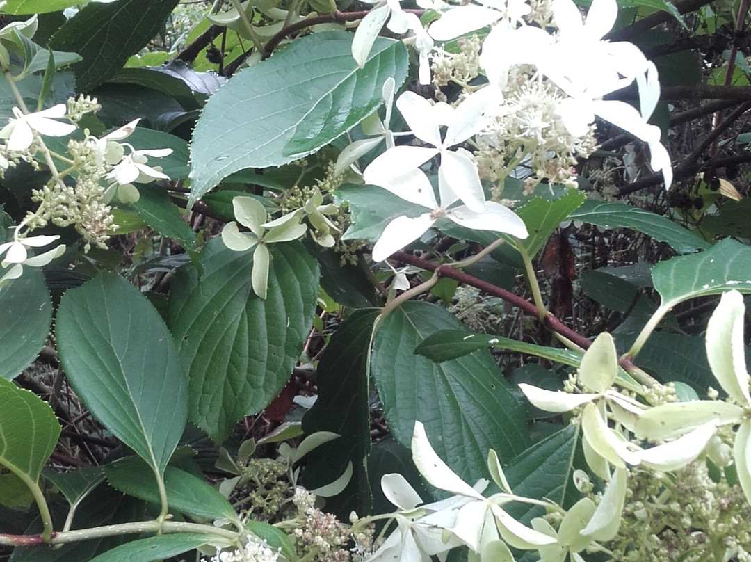 Jardin d'Art et d'Essais景点图片