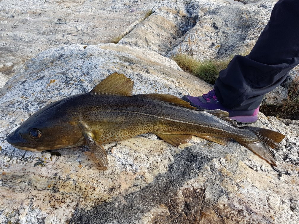 Saltstraumen Brygge主图