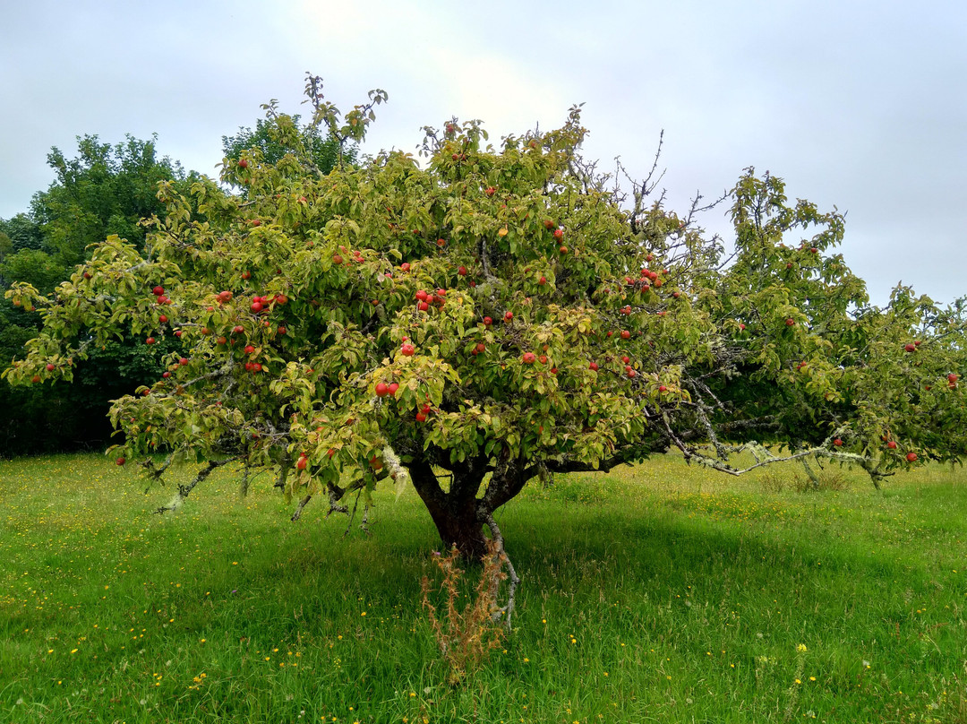 Isla de Quinchao-奇洛埃岛必去景点