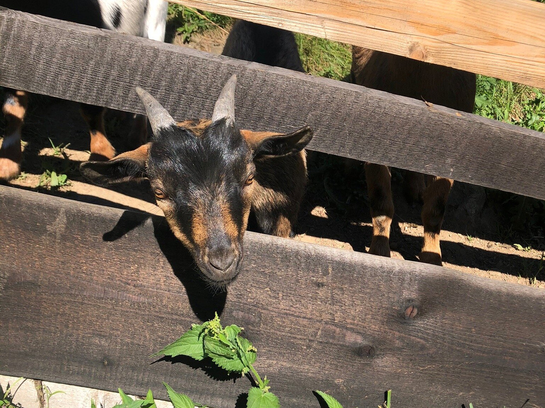 Hotel Zlatý Potok主图