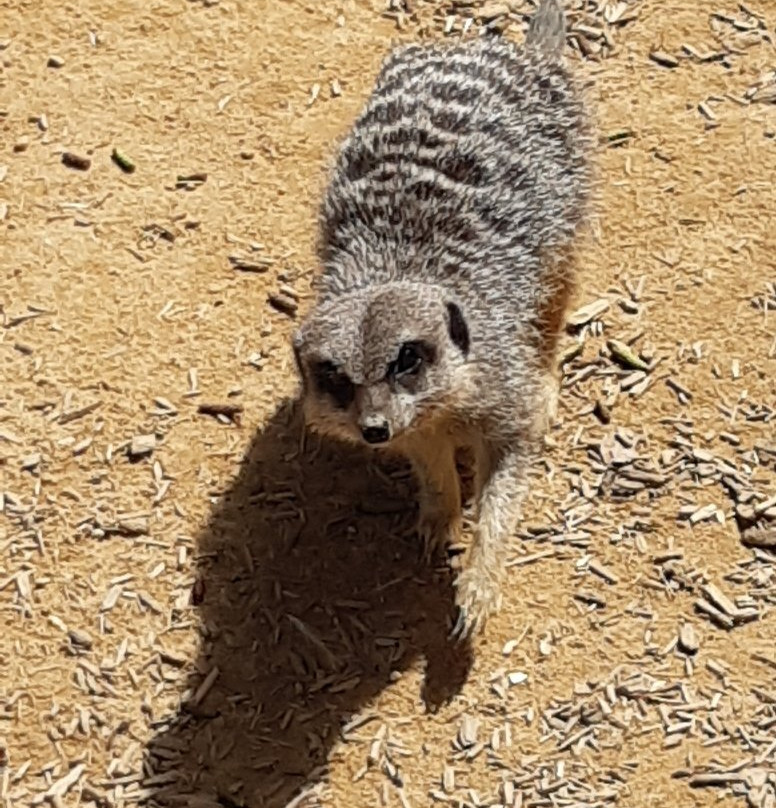 Kirkley Hall Zoological Gardens景点图片