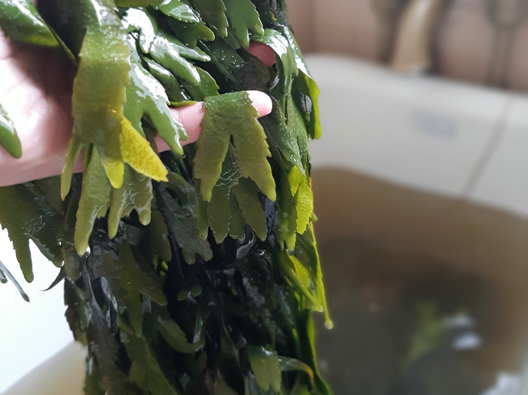 Kilcullen's Seaweed Baths景点图片