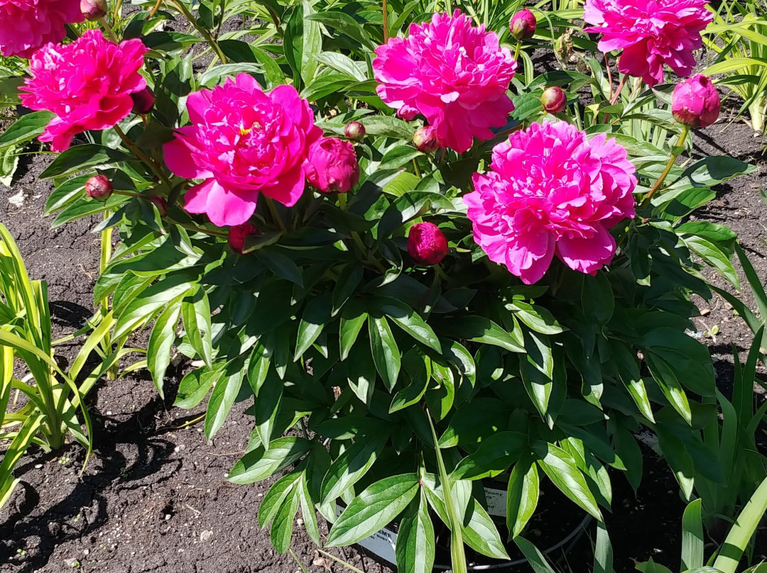 Beausejour Daylily Gardens-Beausejour必去景点