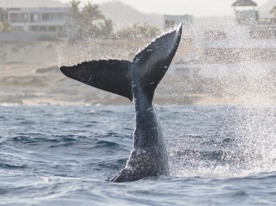 Baja My Love-圣何塞卡波必去景点