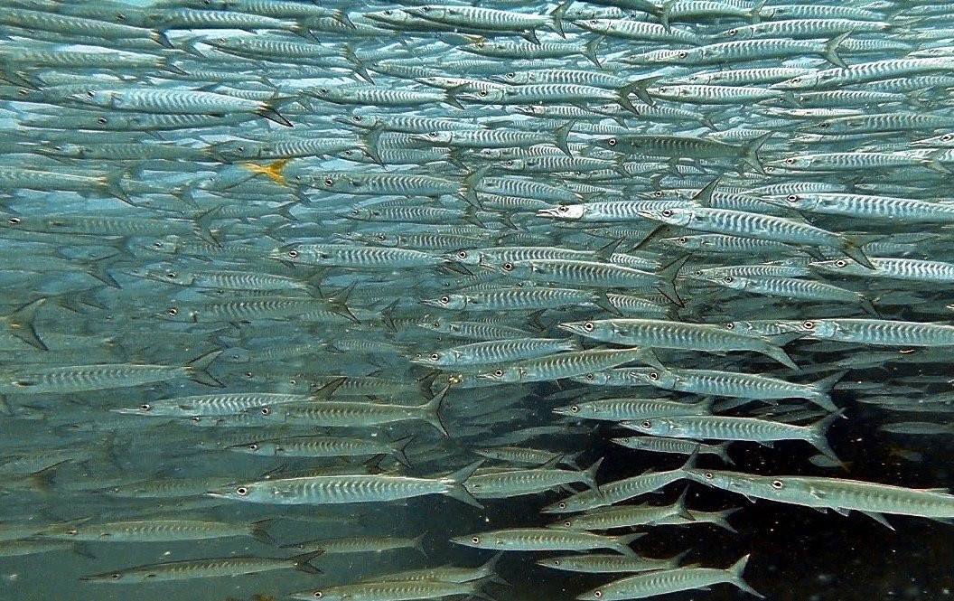 France Plongee-苏梅岛必去景点