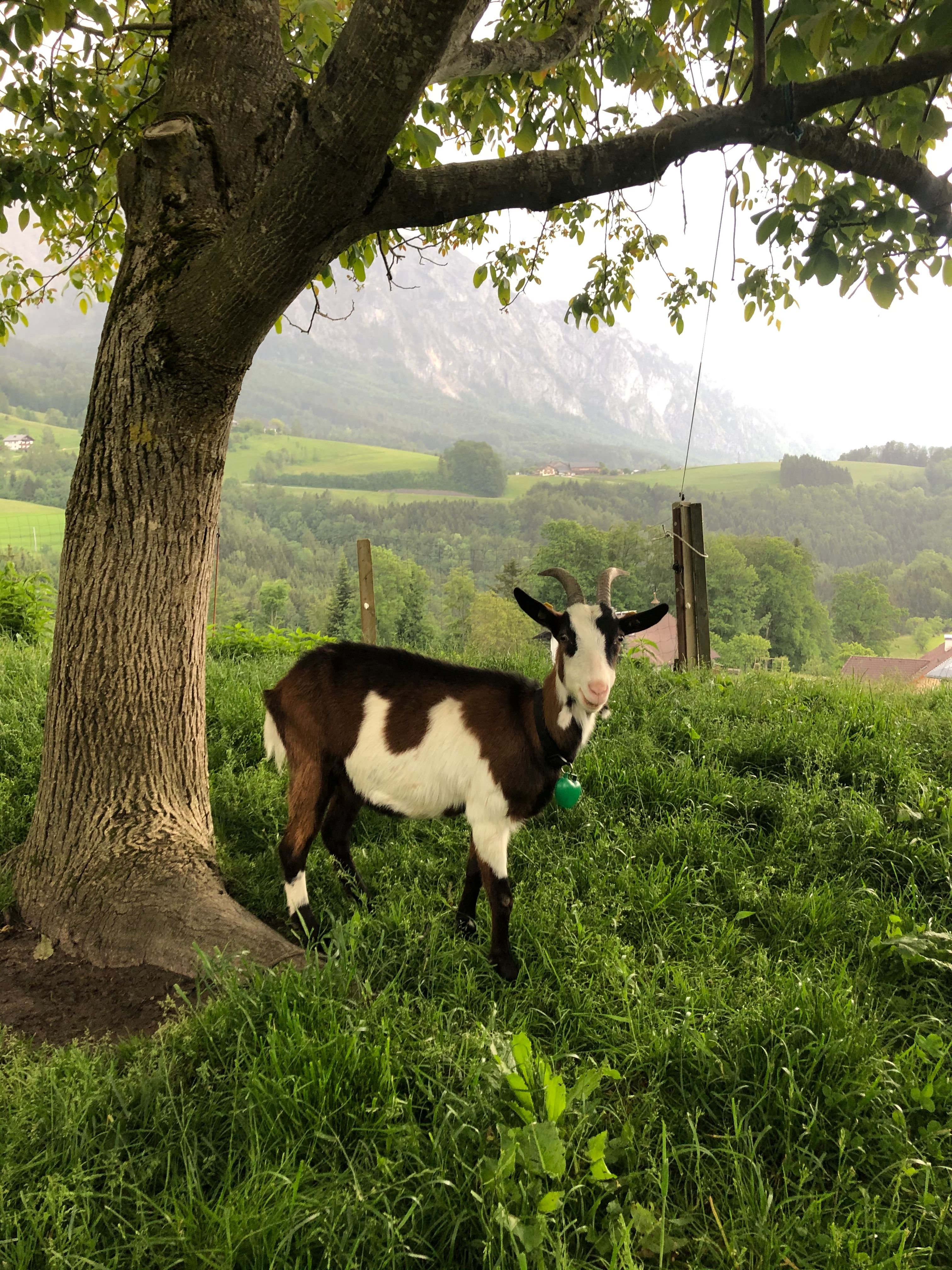 Biohof Schwanser-浴室