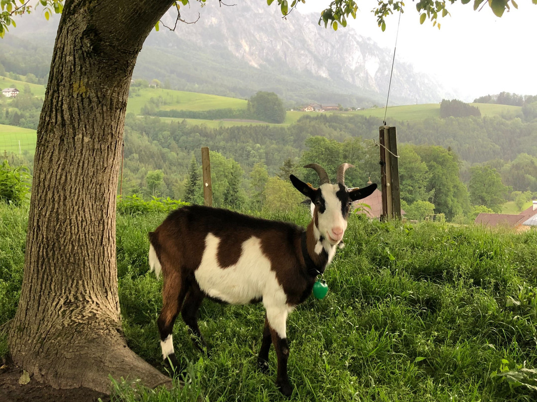 Biohof Schwanser主图