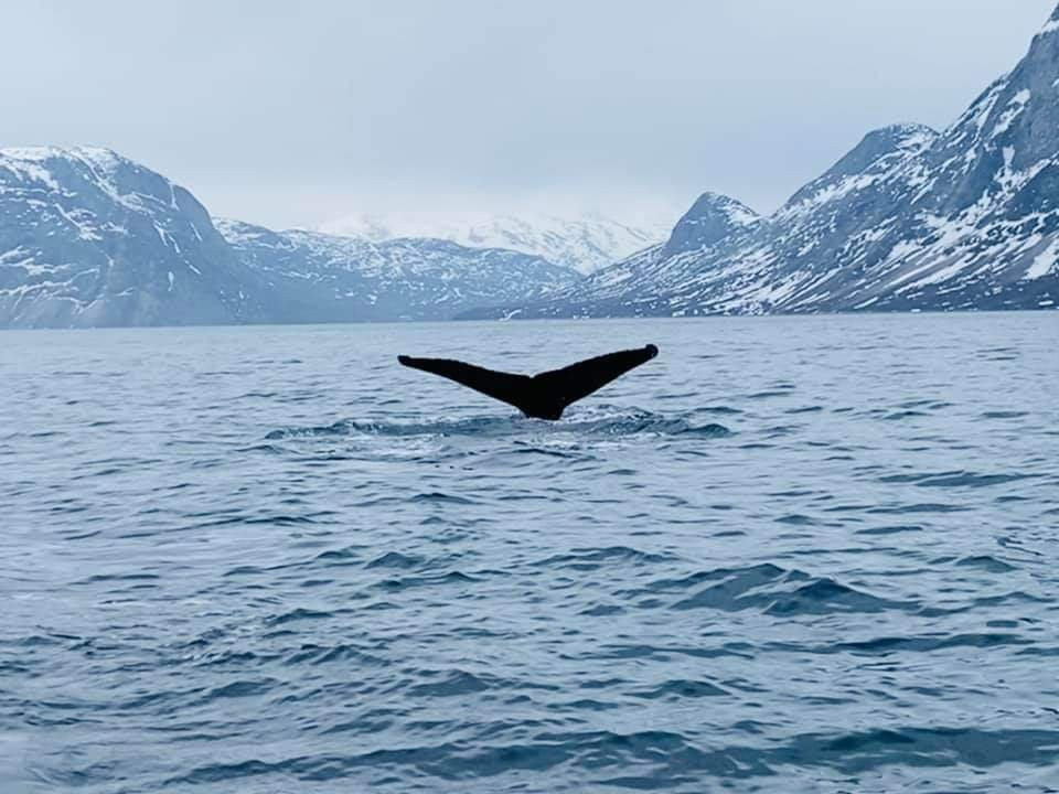 Nuuk Water Taxi A/s景点图片