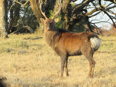 Coalgate旅游攻略图片