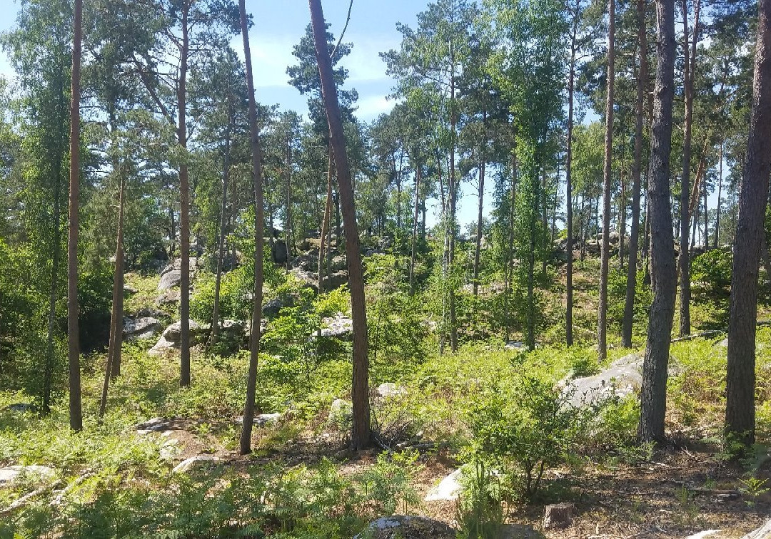 Forêt De Barbizon景点图片