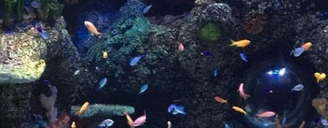 Istanbul Sea Life Aquarium景点图片