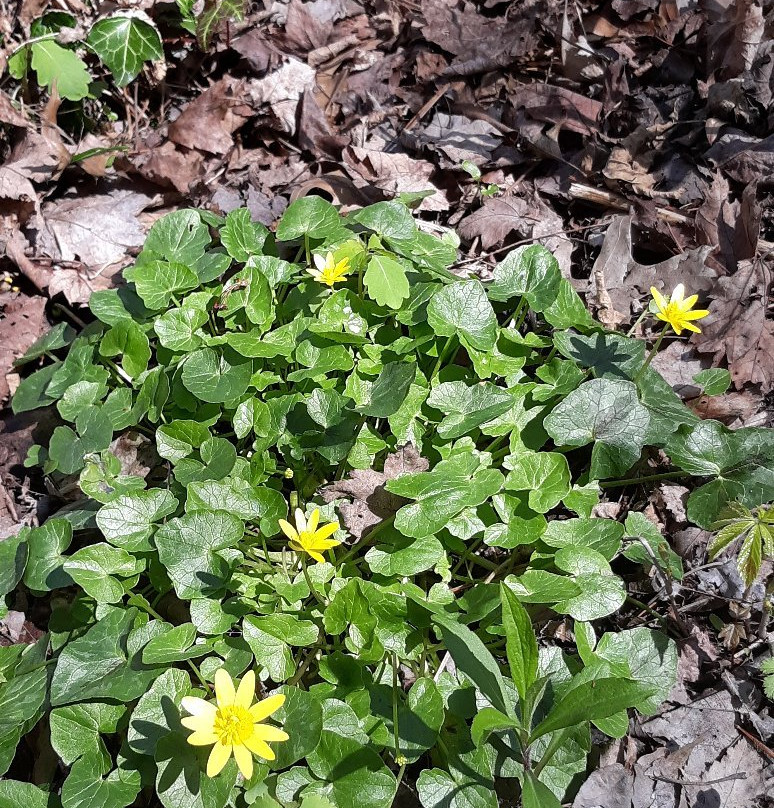 Brincka Cross Gardens-密歇根城必去景点