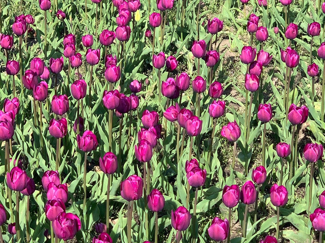 Window on the Waterfront-荷兰村必去景点