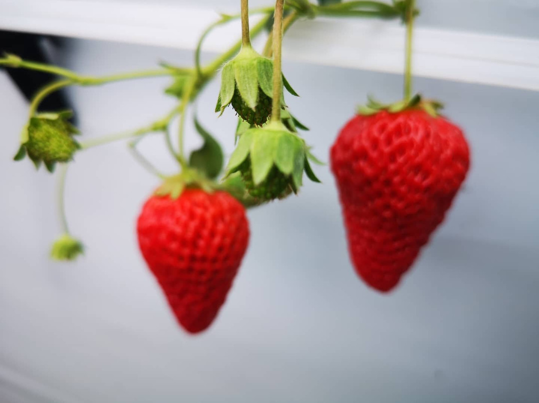 Karuizawa Gardenfarm景点图片