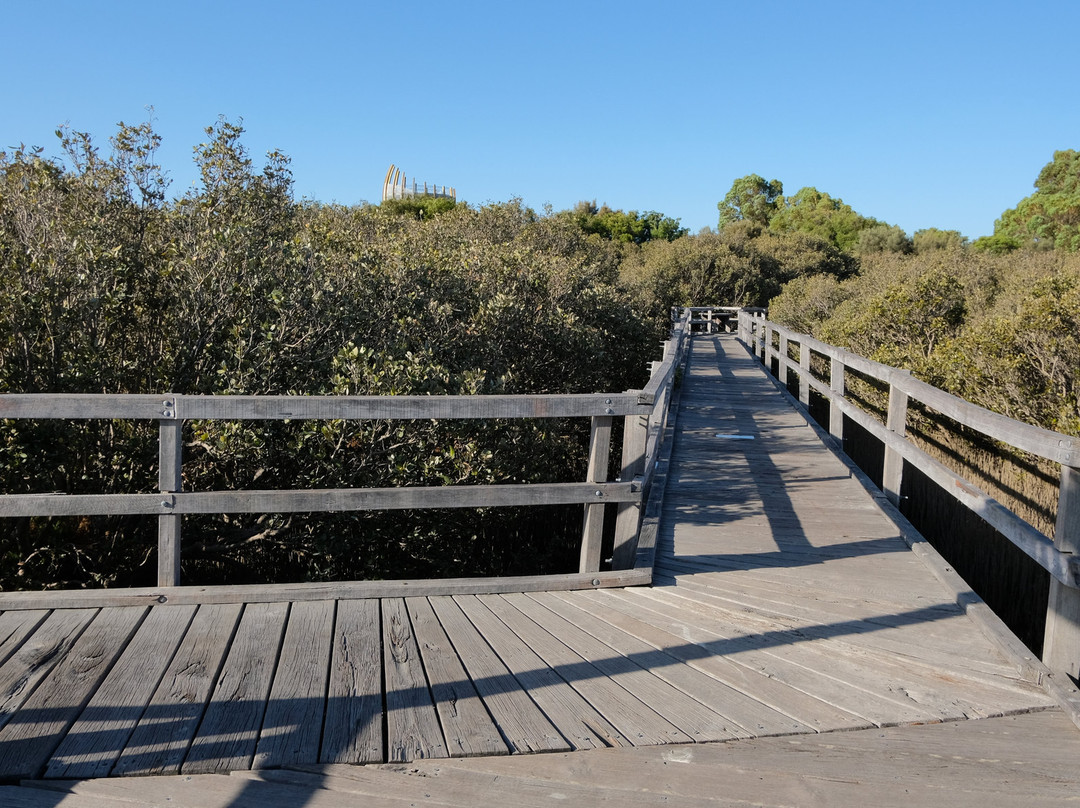 Mangrove Boardwalk景点图片