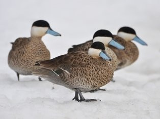 利奇菲尔德旅游景点-Ripley Waterfowl Conservancy