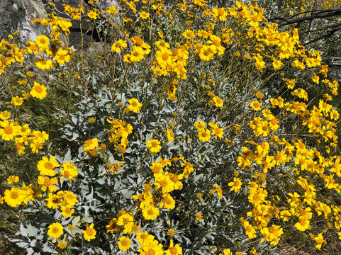 White Tank Mountain Regional Park-Waddell必去景点