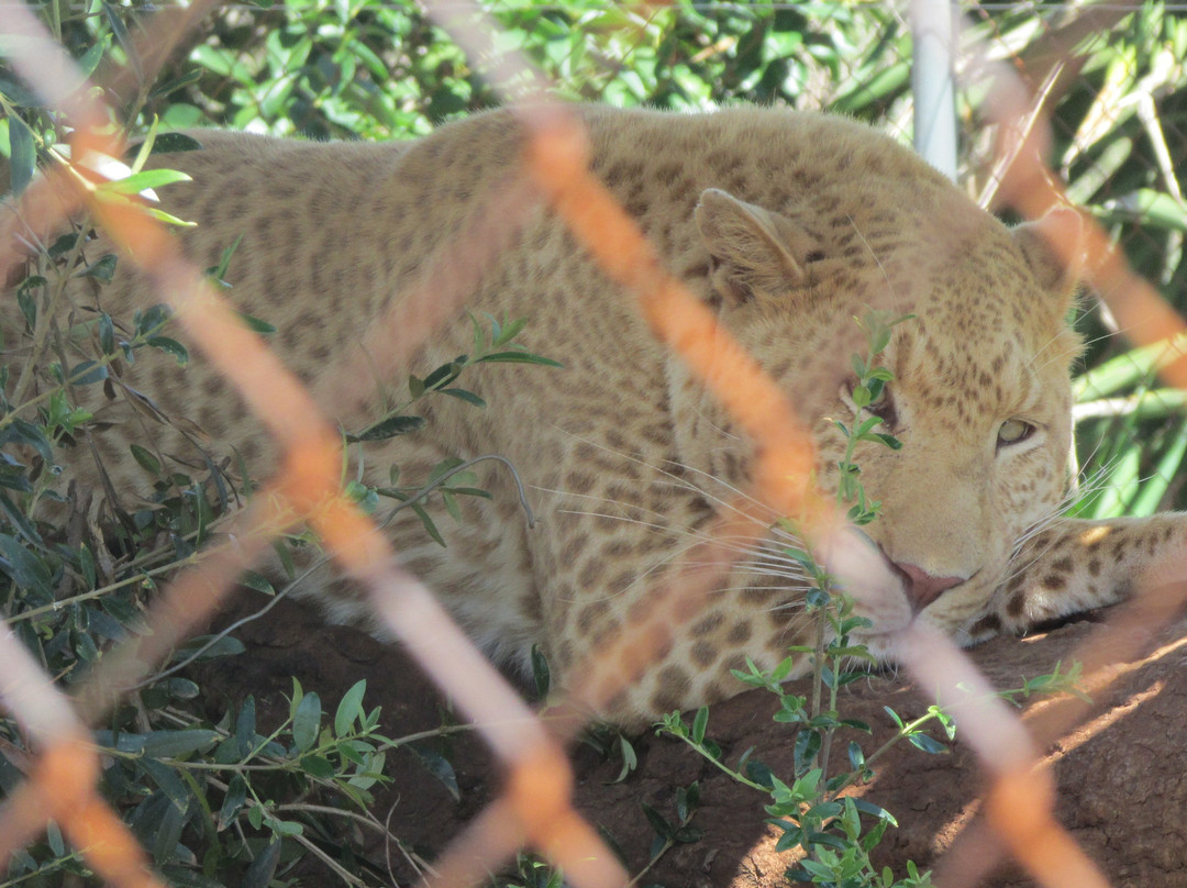 Akwaaba Predator Park-鲁斯登堡必去景点
