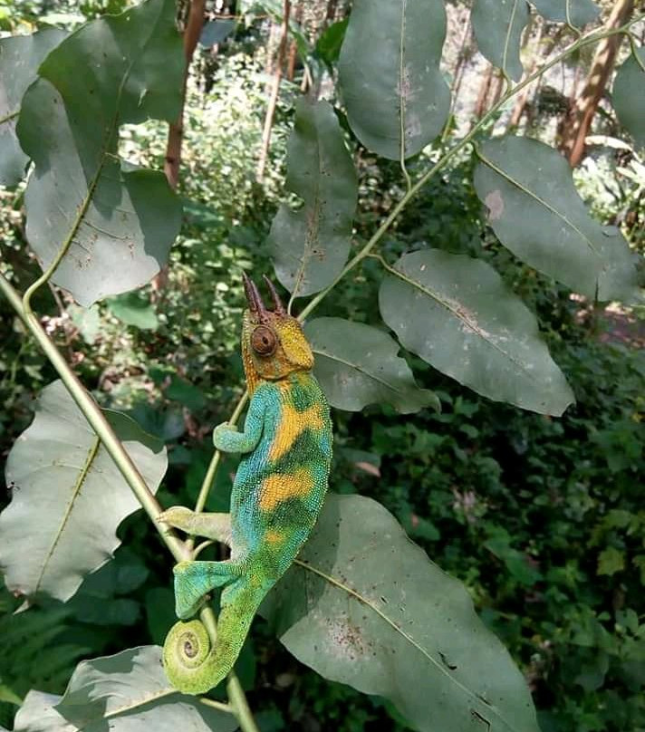 Rwenzori Mountains-Kasese必去景点