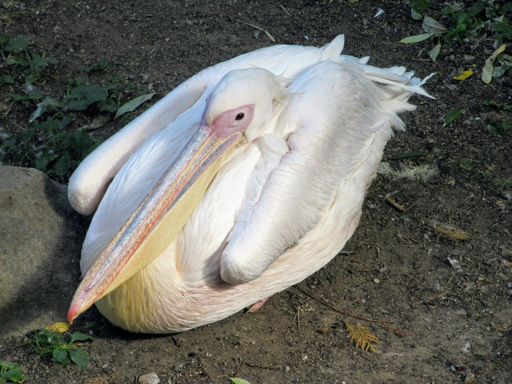Haifa Educational Zoo-Haifa必去景点