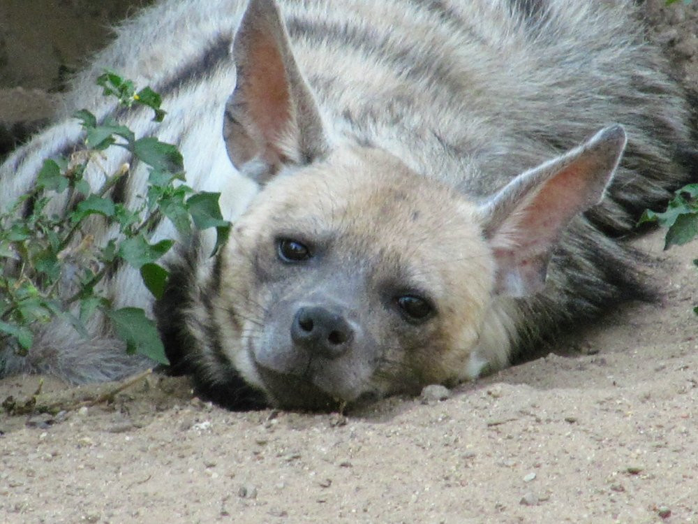 Haifa Educational Zoo-Haifa必去景点