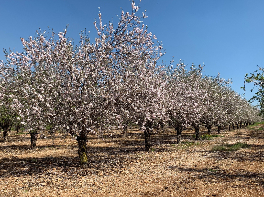 Emmaus Nicopolis-Latrun必去景点