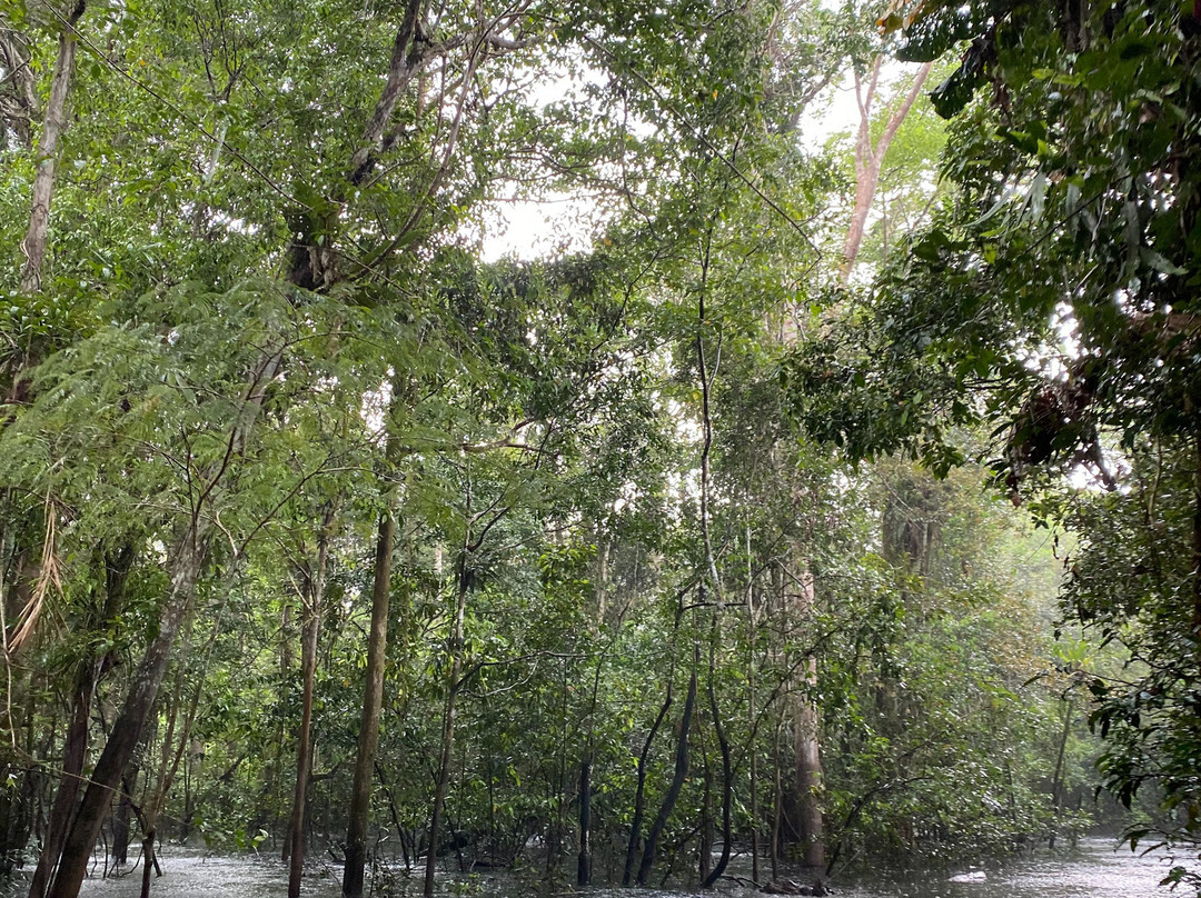 Amazon Jungle Trips景点图片
