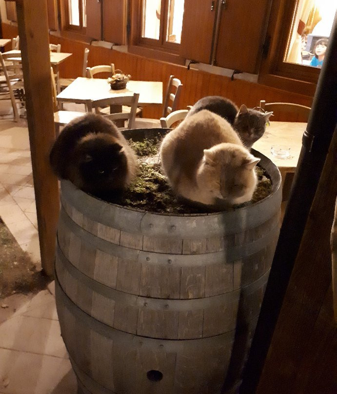 Agritur Malga Mortigola主图