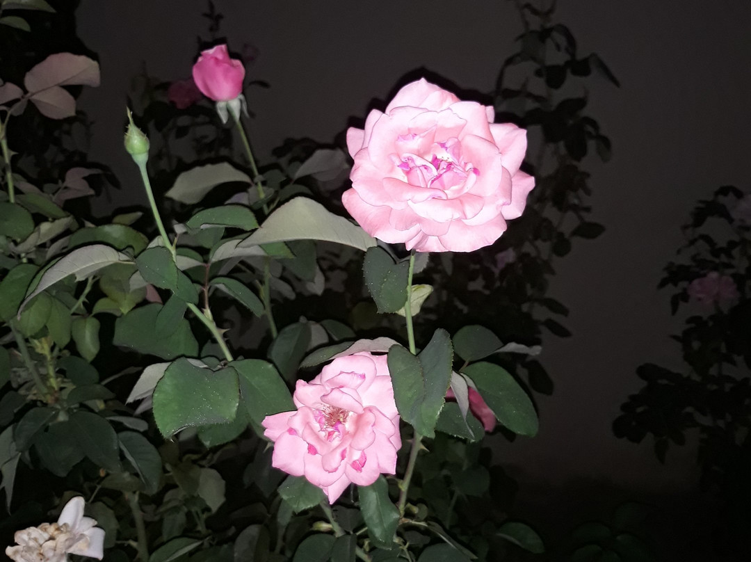Pousada Flor de Pequi