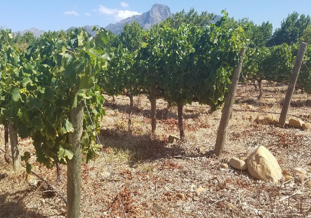 Solms-Delta Farm Tours-格鲁特•达肯斯恩山脉必去景点