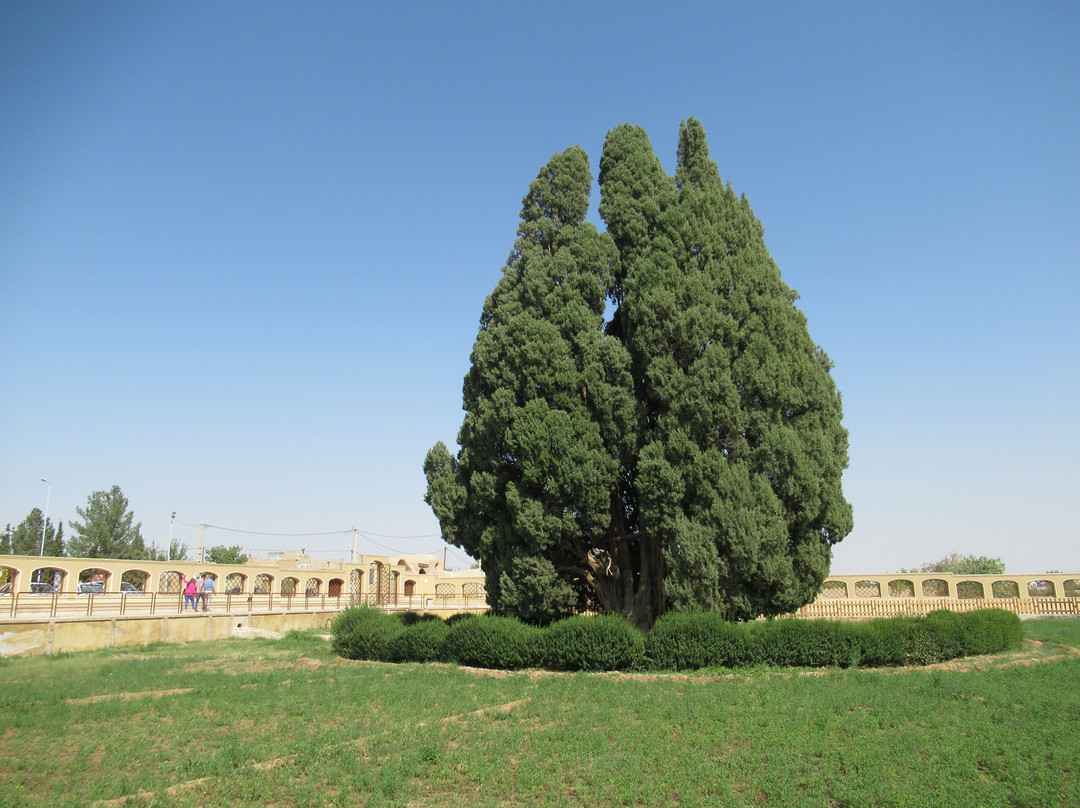 Cypress of Abarkuh景点图片