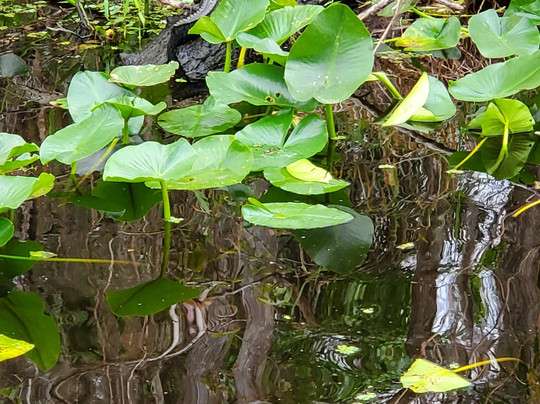 Boat Tree Marina-桑福德必去景点