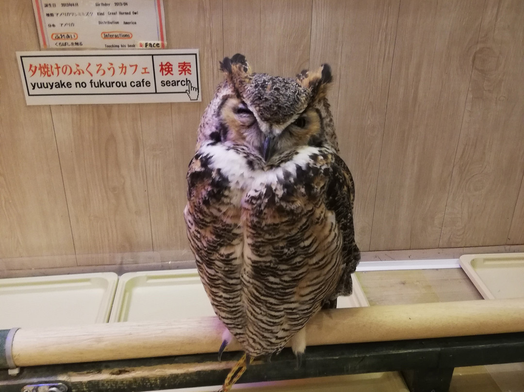 Sunset Owl Cafe-Sennichimae必去景点