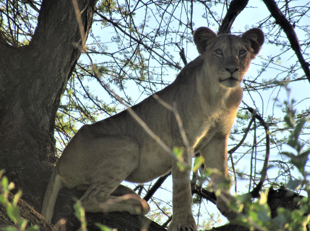 Pure Nature - Safaris in Kenya Ltd.景点图片
