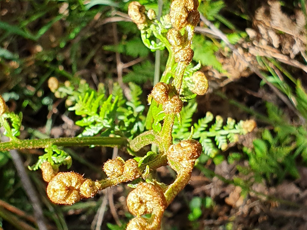Tree Fern Gully Trail景点图片