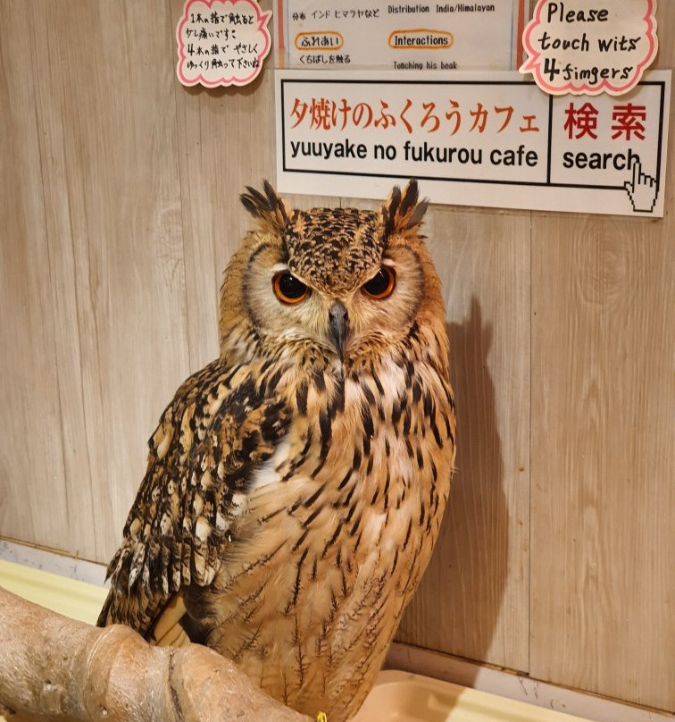Sunset Owl Cafe-Sennichimae必去景点